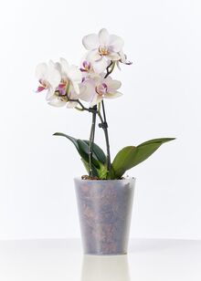 кашпа за орхидея  CLIVO satin orhidea 12,5/15 смН